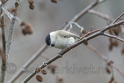 KA_191103_3 / Poecile palustris / Løvmeis