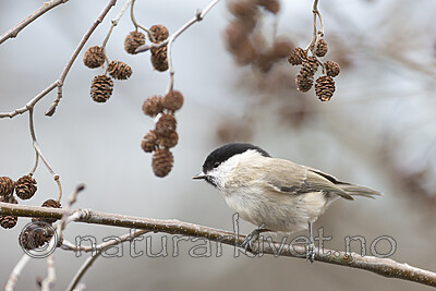 KA_191103_6 / Poecile palustris / Løvmeis