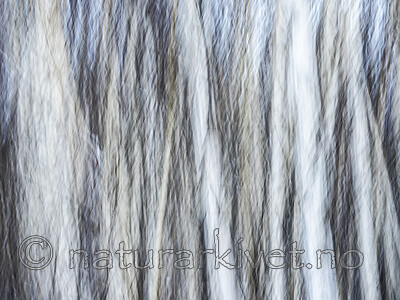 KA_191127_188 / Betula pubescens / Bjørk