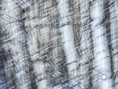 KA_191127_190 / Betula pubescens / Bjørk