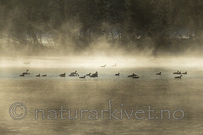 KA_191129_16 / Branta canadensis / Kanadagås <br /> Cygnus cygnus / Sangsvane
