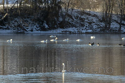 KA_191129_42 / Branta canadensis / Kanadagås <br /> Cygnus cygnus / Sangsvane