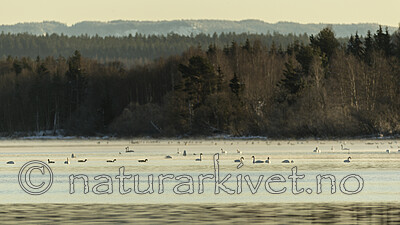 KA_191129_43 / Branta canadensis / Kanadagås <br /> Cygnus cygnus / Sangsvane