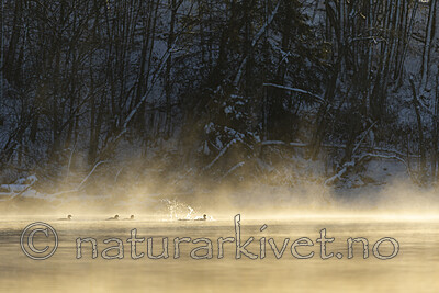 KA_191129_44 / Mergus merganser / Laksand