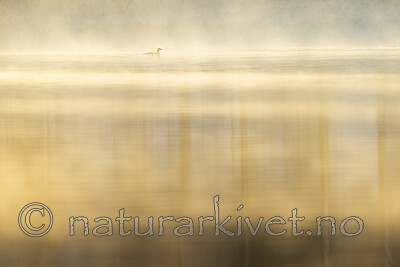 KA_191129_62 / Mergus merganser / Laksand