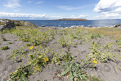 KA_200709_1 / Glaucium flavum / Gul hornvalmue