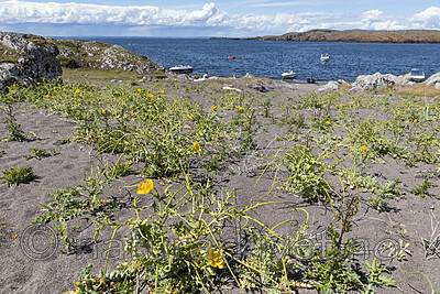 KA_200709_2 / Glaucium flavum / Gul hornvalmue