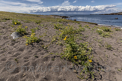 KA_200709_30 / Glaucium flavum / Gul hornvalmue