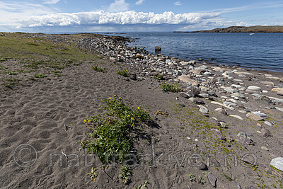 KA_200709_32 / Glaucium flavum / Gul hornvalmue