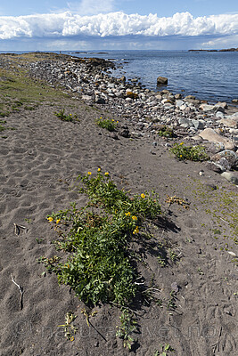 KA_200709_33 / Glaucium flavum / Gul hornvalmue