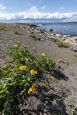 KA_200709_34 / Glaucium flavum / Gul hornvalmue