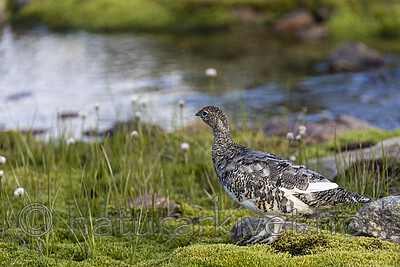 KA_200731_239 / Lagopus muta / Fjellrype