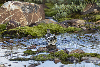 KA_200731_241 / Lagopus muta / Fjellrype