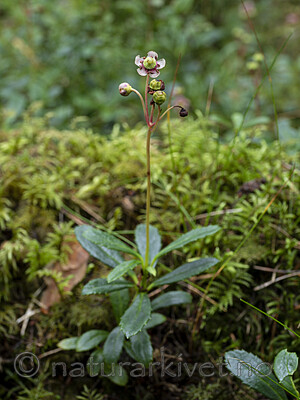 KA_200806_3 / Chimaphila umbellata / Bittergrønn