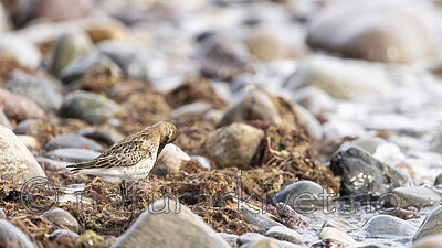 KA_200920_11 / Calidris alpina / Myrsnipe