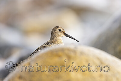 KA_200920_29 / Calidris alpina / Myrsnipe