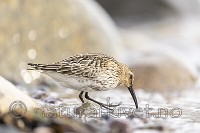 KA_200920_35 / Calidris alpina / Myrsnipe
