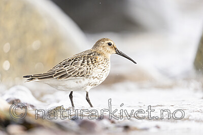 KA_200920_36 / Calidris alpina / Myrsnipe