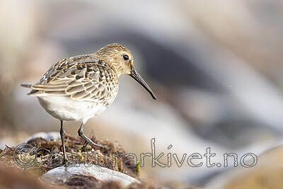 KA_200920_40 / Calidris alpina / Myrsnipe