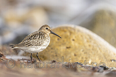 KA_200920_49 / Calidris alpina / Myrsnipe