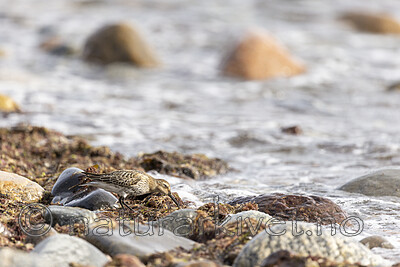 KA_200920_5 / Calidris alpina / Myrsnipe