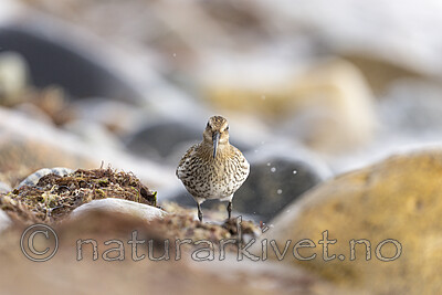 KA_200920_52 / Calidris alpina / Myrsnipe