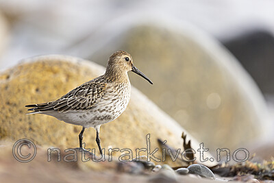 KA_200920_54 / Calidris alpina / Myrsnipe