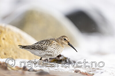 KA_200920_57 / Calidris alpina / Myrsnipe