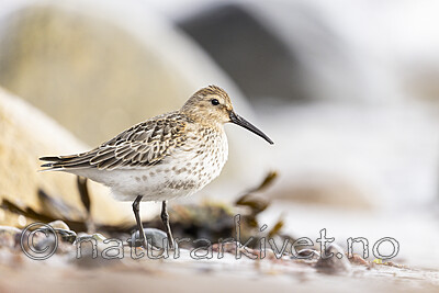KA_200920_58 / Calidris alpina / Myrsnipe