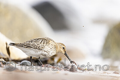 KA_200920_60 / Calidris alpina / Myrsnipe