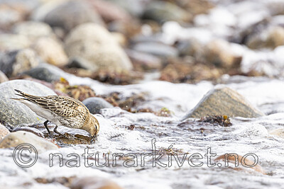 KA_200920_8 / Calidris alpina / Myrsnipe