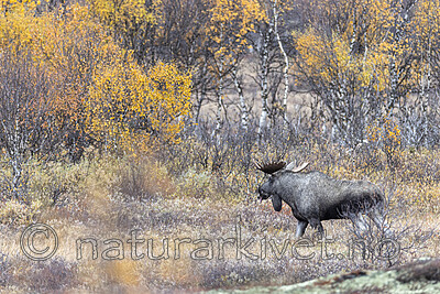 KA_200927_43 / Alces alces / Elg