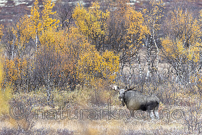 KA_200927_47 / Alces alces / Elg