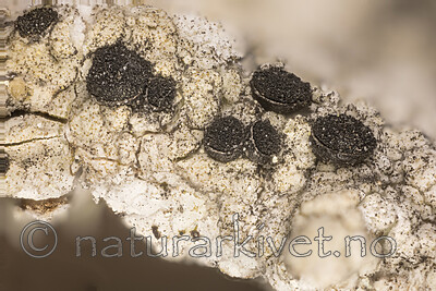 KA_210104_sessile / Cyphelium sessile