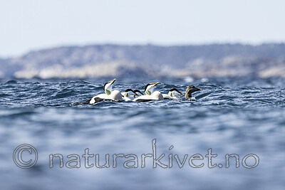 KA_210425_17 / Somateria mollissima / ærfugl