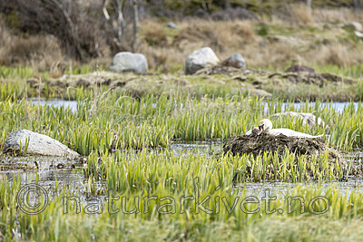 KA_210425_41 / Cygnus olor / Knoppsvane