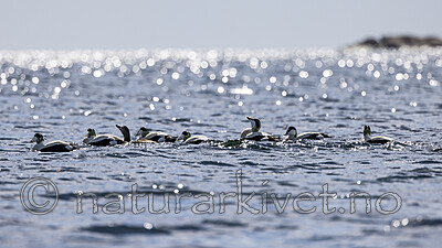 KA_210425_53 / Somateria mollissima / ærfugl