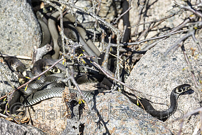 KA_210425_88 / Natrix natrix / Buorm