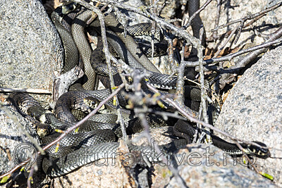 KA_210425_89 / Natrix natrix / Buorm