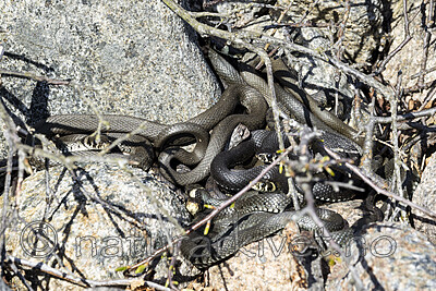 KA_210425_90 / Natrix natrix / Buorm