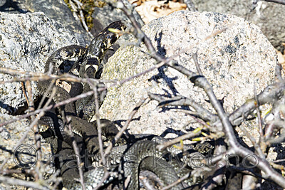 KA_210425_94 / Natrix natrix / Buorm