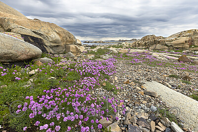 KA_210525_42 / Armeria maritima / Fjærekoll