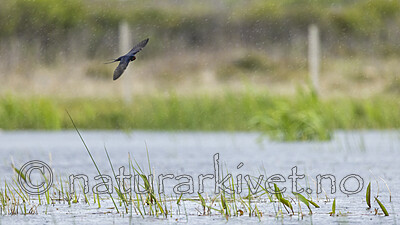 KA_210525_46 / Hirundo rustica / Låvesvale