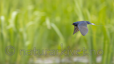 KA_210525_49 / Hirundo rustica / Låvesvale