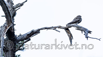 KA_210614_13 / Caprimulgus europaeus / Nattravn