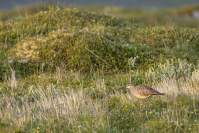 KA_210621_10 / Numenius phaeopus / Småspove
