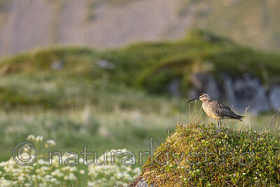 KA_210621_11 / Numenius phaeopus / Småspove