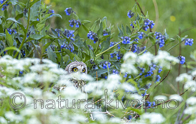 KA_210621_12 / Asio flammeus / Jordugle