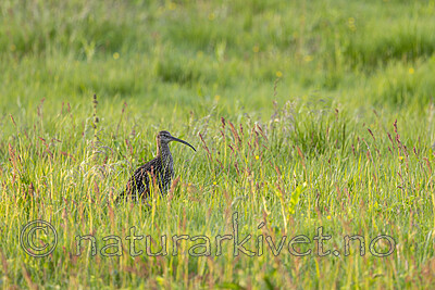 KA_210621_4 / Numenius phaeopus / Småspove