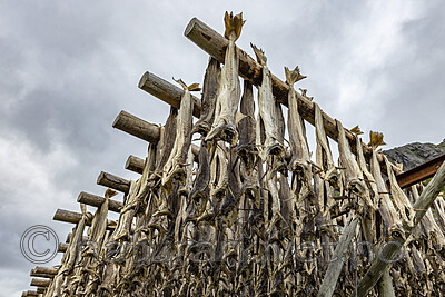 KA_210625_90 / Gadus morhua / Torsk